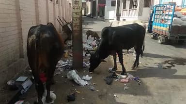 #मेड़ता सिटी - मीरां नगरी मेड़ता में गंदगी का आलम,कचरे के ढेर आरहे नज़र, आमजन परेशान ,