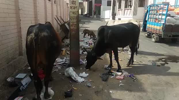 #मेड़ता सिटी - मीरां नगरी मेड़ता में गंदगी का आलम,कचरे के ढेर आरहे नज़र, आमजन परेशान ,