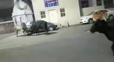 #मेड़ता सिटी-शहर में आवारा सांडो का आतंक,कल भी एक शख्श हुआ इनका शिकार,पैर हुआ फैक्चर,  प्रशासन नही दे रहा ध्यान