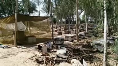 #संगरिया-मधुमक्खी पालक बने #परेशानी का कारण #ग्रामीणों ने की #मधुमक्खियों से भरे बक्से सड़क से दूर करने की #मांग