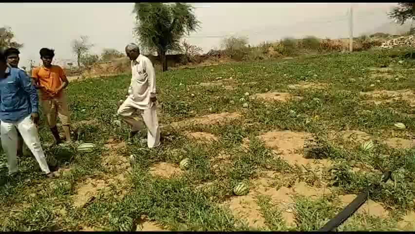 खेतड़ी: #जैविक #खेती से 10-10 किलो के लगे है #तरबूज
