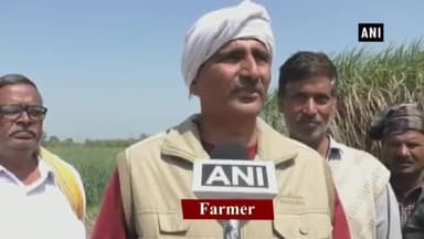 अलीगढ़: मौसम की बेरुखी से गन्ना किसानों को हो रही है परेशानी #sugarcane #summers