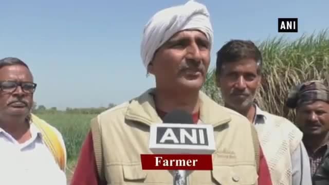 अलीगढ़: मौसम की बेरुखी से गन्ना किसानों को हो रही है परेशानी #sugarcane #summers