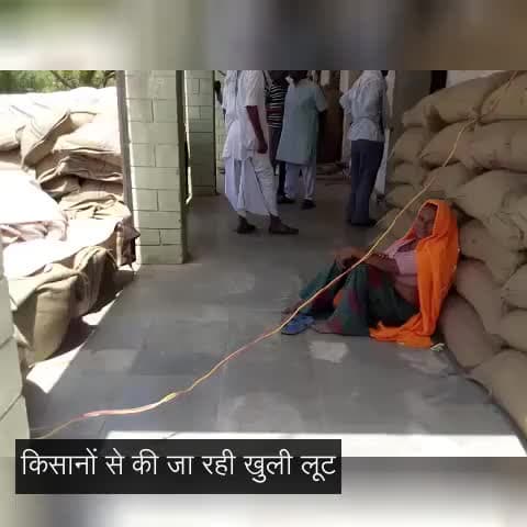 जयपुर के सांभर में किसानों से फसल की तुलाई के लिए जा रहे हैं दोगुने दाम