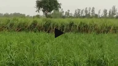 सीतापुर: बिहारीगंज ग्राम पंचायत में खेत पर कब्जा करने को लेकर विवाद, विपक्षियों पर जबरन फसल काटने का आरोप