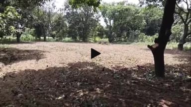 हसनपुर: हसनपुर के गांव याकूबपुर में बिना अनुमति के काटे गए आम के हरे-भरे पेड़, वन विभाग की टीम जांच में जुटी