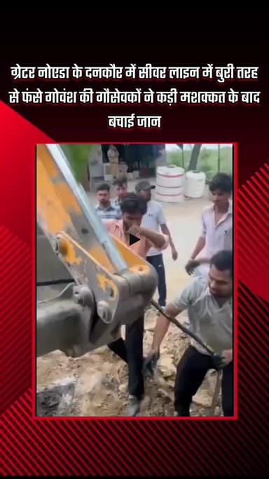 गौतम बुद्ध नगर: ग्रेटर नोएडा के दनकौर में सीवर लाइन में फंसे गोवंश की गौसेवकों ने कड़ी मशक्कत के बाद बचाई जान