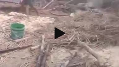 कादीपुर: मरूई किशुनदासपुर गांव में अज्ञात कारणों से गौशाला में लगी आग, चार मवेशी झुलसे