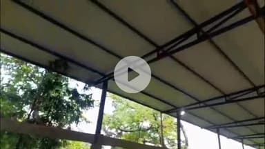 शाजापुर: शाजापुर शहर के नीलकंठ महादेव मंदिर में टीन सेट का निर्माण हो रहा है