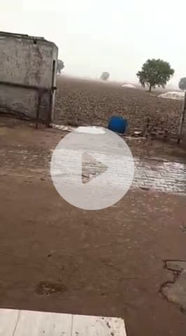 रायसिंहनगर: रायसिंहनगर के शहरी क्षेत्र में बारिश और तूफान से ग्रामीण क्षेत्रों में हुआ नुकसान