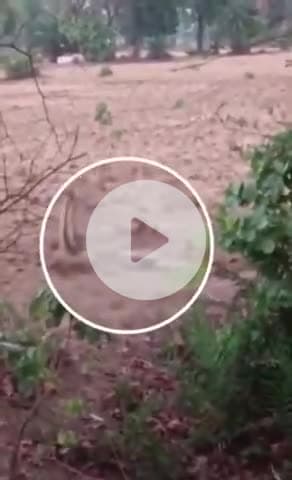 टीकमगढ़: टीकमगढ़ में सांप के जोड़े का प्रेम, अठखेलियां करते दिखे, वीडियो वायरल