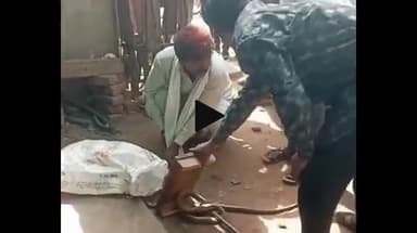 शिवपुरी नगर: फतेहपुर क्षेत्र में निकला 5 से 6 फीट लंबा जहरीला सांप, 2 लोगों को डसा