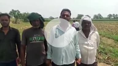 बदायूं: मौजमपुर नेहनगर गांव में मक्का की फसल पर सूड़ी की दवाई छिड़कने से किसान की फसल हुई नष्ट