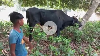 कहलगांव: कहलगांव में गोलीकांड के बाद फरसा कांड, नंदी पर हमला कर किया गया घायल