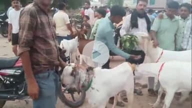 झांसी: बकरीद से पहले झांसी शहर में कुर्बानी के लिए सजने लगी बकरों की मंडी