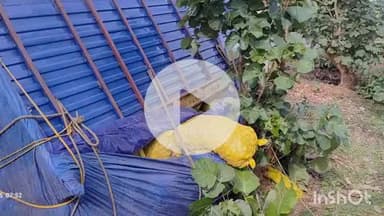 चकाई: बेला गांव के पास आलू से लदा मिनी ट्रक पलटा, चालक बाल-बाल बचा