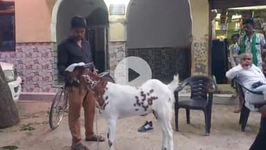 सिराथू: अहमदगंज में एक बकरे पर मोहम्मद लिखे होने के दावे पर खरीदारों की लगी भीड़, मालिक ने कहा- सलमान खान को बेचना चाहता है