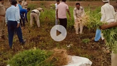 चांद: खुटिया में पुलिस ने किसान के खेत से 630 गांजे के पौधे बरामद किए