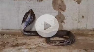 लाडपुरा: रानपुर में चावल के गोदाम में आया 5 फीट लंबा कोबरा सांप, काम कर रहे मजदूर बाल-बाल बचे