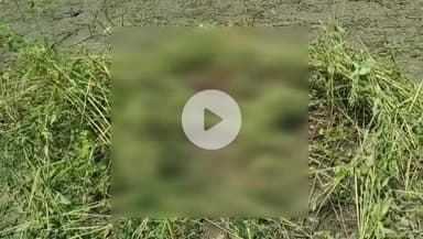 রঘুনাথগঞ্জ ১: রঘুনাথগঞ্জে চাষের জমি থেকে অজ্ঞাতপরিচয় মহিলার গলা কাটা মৃতদেহ উদ্ধার, চাঞ্চল্য