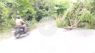 सीतापुर: गंगापुर गांव के पास तेज आंधी के चलते पेड़ टूटकर सड़क पर गिरा, आवागमन हुआ बाधित