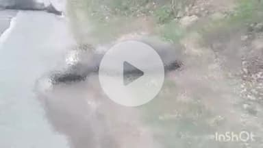 गढ़बोर: चारभुजा के भोपाजी की भागल में अज्ञात वाहन की टक्कर से दो भैंसों की मौत, एक गंभीर घायल, ग्रामीणों की भीड़ जमा हुई