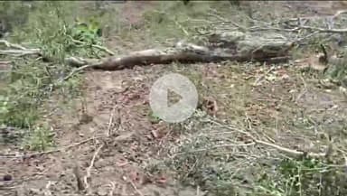 देवेंद्रनगर: सलेहा रेंज के मुड़िया बीट में अवैध कटाई और कब्जे की शिकायत, ग्रामीण ने कलेक्टर को सौंपा आवेदन