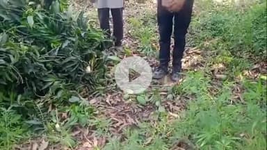 नौगावां सादात: नौगांवा तहसील क्षेत्र में काटे गए आम के हरे-भरे पेड़, पीड़ित ने वीडियो वायरल कर अधिकारियों से की शिकायत