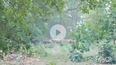 उदयपुर धरमजयगढ़: बोजिया के पास हाथियों का दल दिखा, वन विभाग को दी गई सूचना