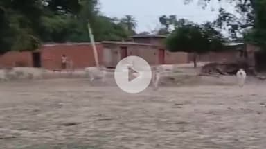 शाहजहांपुर: आवारा गायों की समस्या: शाहजहांपुर के ग्रामीण क्षेत्रों में बढ़ती परेशानी #jansamasya