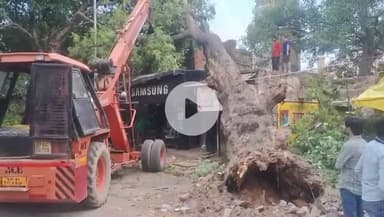 बदायूं: बदायूँ में स्टेशन तिराहे पर पुराना विशाल नीम का पेड़ मोबाइल शॉप पर गिरा, बड़ा हादसा होने से टला, कोई जनहानि नहीं हुई