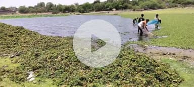 टीकमगढ़: कलेक्टर के निर्देशन में महेन्द्र सागर तालाब से निकाली जा रही जलकुंभी, नागरिकों को तैराकी का मिलेगा अवसर