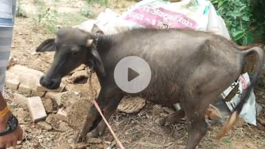 कोल: थाना लोधा में पागल कुत्ते का आतंक, पशुओं सहित इंसानों पर किया हमला