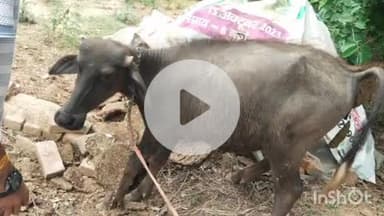 कोल: गाँव सदलपुर में पागल कुत्ते का आतंक, इंसानों और पशुओं पर किया हमला, क्षेत्रीय लोगों ने नगर निगम व वन विभाग से की शिकायत