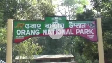 কলাইগাঁও ভাগ: ধনশ্ৰী পাঁচ নৈ আৰু ব্ৰহ্মপুত্ৰৰ পানী বৃদ্ধি হোৱাত ওৰাং ৰাষ্ট্ৰীয় উদ্যানত বানৰ ভয়াৱহ পৰিস্থিতি