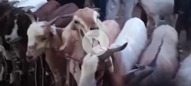 पटना ग्रामीण: राजाबाजार में सज गई बकरे की मंडी, दाऊद इब्राहिम और शाहरुख खान नाम का बकरा भी मौजूद, ₹200000 तक है कीमत