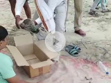 राजातालाब: तेज रफ्तार बाइक ने राष्ट्रीय पक्षी मोर को किया घायल, बाइक चालक की तलाश में पुलिस