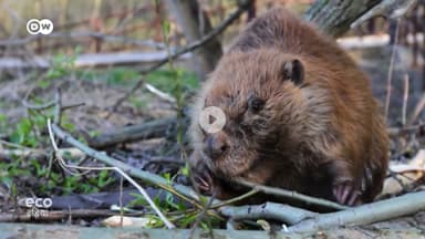 चेक रिपब्लिक में बीवरों ने बांध बनाकर लाखों रुपये बचाए