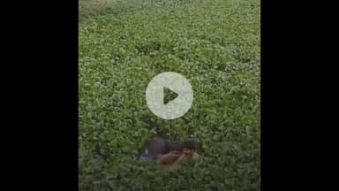 बड़ौत: ओसिक्का गांव में 2 युवकों ने इंसानियत की मिसाल पेश की, कीचड़ भरे तालाब में डूबती गाय को बचाने का वीडियो वायरल