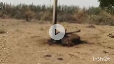 करेड़ा: जिंद्रास में बिजली के कहर से 4 दिन में मवेशियों समेत 9 जानवरों की हुई मौत