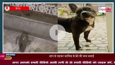 मेरठ: पालतू कुत्ते ने बचाई मालिक के बेटे की जान, जहरीले सांप से भिड़कर दी अपनी जान
#मेरठ #पालतू #कुत्ते #मालिक