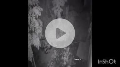 अनमोल नगर में तेंदुए की अफवाह से क्षेत्र के लोगों में दिखा भय का माहौल, CCTV फुटेज में दिखी बिल्ली