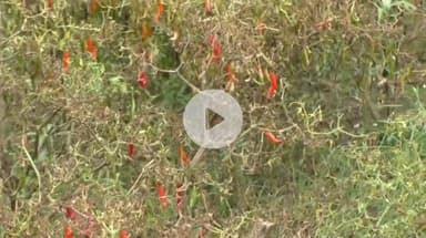 দলগাঁও ভাগ: কলাইগাঁও ভাগ: শ্যামপুৰত শ শ বিঘা জলকীয়া খেতি বৰষুণ ফলত নষ্ট, হাহাকাৰ ২ শতাধিক কৃষকৰ, নিৰ্বিকাৰ কৃষিবিভাগ #jansamasya