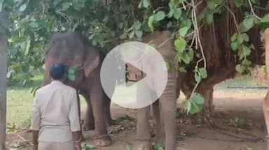 बाबई: माखन नगर के ग्राम गुडला में बाघ का पता नहीं, रेस्क्यू ऑपरेशन स्थगित