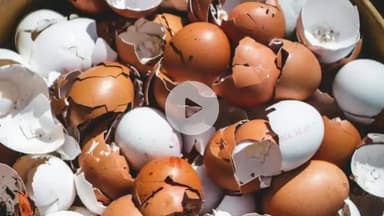 कडेगाव: खंबाळे औंध येथील पोल्ट्रीवरील हल्ला : १६,५०० अंडी फोडली, ९९ हजारांचे नुकसान