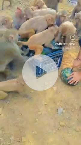 श्री स्वप्निल यादव जी के पिता श्री स्व शिव शरण यादव जी की ग्यारवीं पुण्य तिथि के उपलक्ष्य में वानर भंडारे का आयोजन किया