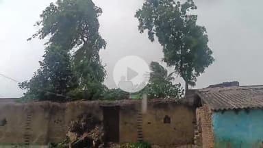 कहलगांव: कहलगांव में तेज हवा और बारिश से आम की फसल को भारी नुकसान, कई पेड़ टूटे