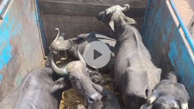 कुडू: कुडू थाना क्षेत्र में मवेशी तस्करी का भंडाफोड़, तीन वाहन जब्त, 15 मवेशी बरामद, तस्कर फरार