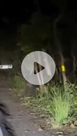 बीसलपुर: पीलीभीत टाइगर रिजर्व के जंगल से गुजरने वाले रास्ते पर नजर आया भालू, वीडियो हुआ वायरल