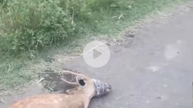 बड़ौत: तुगाना नहर पटरी पर कुत्तों के हमले से घायल बारहसिंगा हिरण के बच्चे को वन जीव सेवा संघ ने वन विभाग को सौंपा